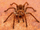 Goliath Birdeater