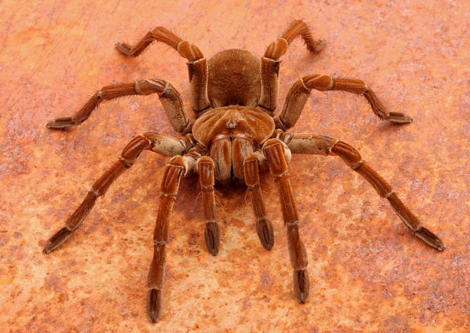 Паук птицеед Голиаф. Птицеед-Голиаф (Theraphosa blondi). Goliath Birdeater паук. Өрмекшітәріздестер.