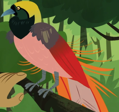 Raggiana Bird-of-paradise | Wild Kratts Wiki | Fandom