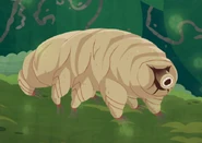 Tardigrade (Milnesium tardigradum)