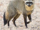 Bat-eared Fox