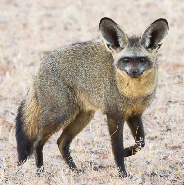 Bat-eared Fox | Wild Kratts Wiki | Fandom