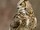 Great Horned Owl
