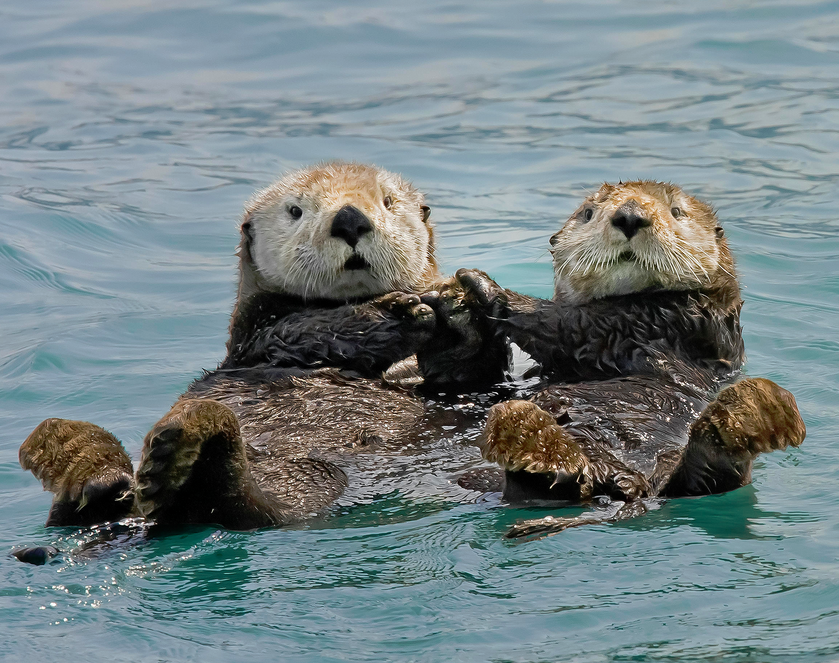 Sea otter - Wikipedia