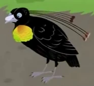 Lawess male.png (58 KB) Lawes's Parotia (Parotia lawesii)