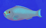 Queen Parrotfish AN