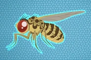 Fruit Fly (Drosophila melanogaster)
