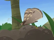 Hahnel's Sloth Moth (Bradypodicola hahneli)