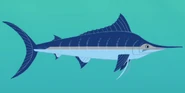Atlantic Blue Marlin (Makaira nigricans)