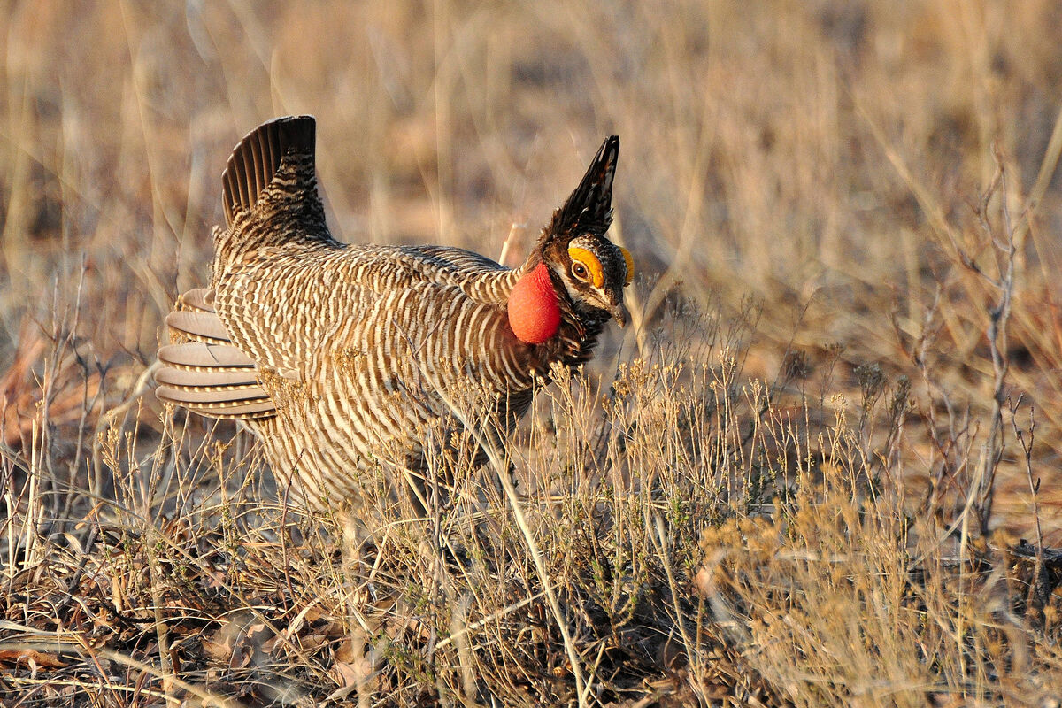 prairie chicken clipart for kids