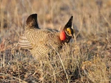 Lesser Prairie Chicken
