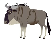 Blue Wildebeest (Connochaetes taurinus)
