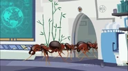 Red Imported Fire Ant (Solenopsis invicta)