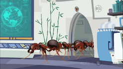 Fire Ants