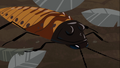 Madagascar Hissing Cokaroach.png (875 KB) Madagascar Hissing Cokaroach