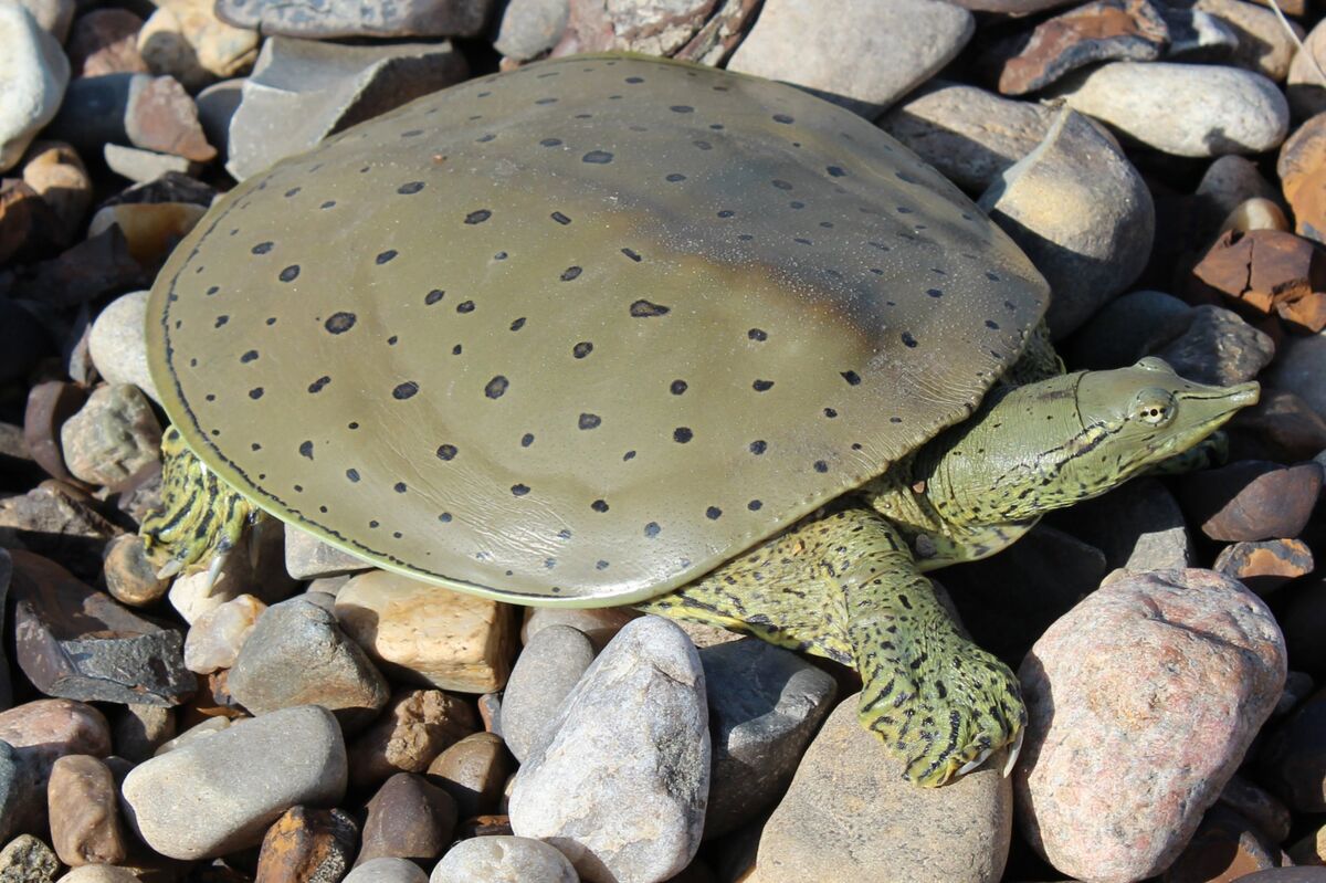 Spiny Softshell Turtle  National Wildlife Federation