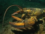 American Lobster