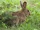 Snowshoe Hare