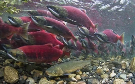 Real (spawning)