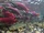 Sockeye Salmon