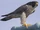 Peregrine Falcon