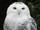 Snowy Owl
