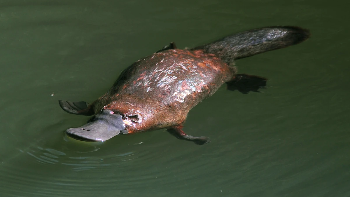 Platypus | Wild Kratts Wiki | Fandom