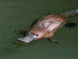 Platypus