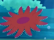 Common Sunstar (Crossaster papposus)