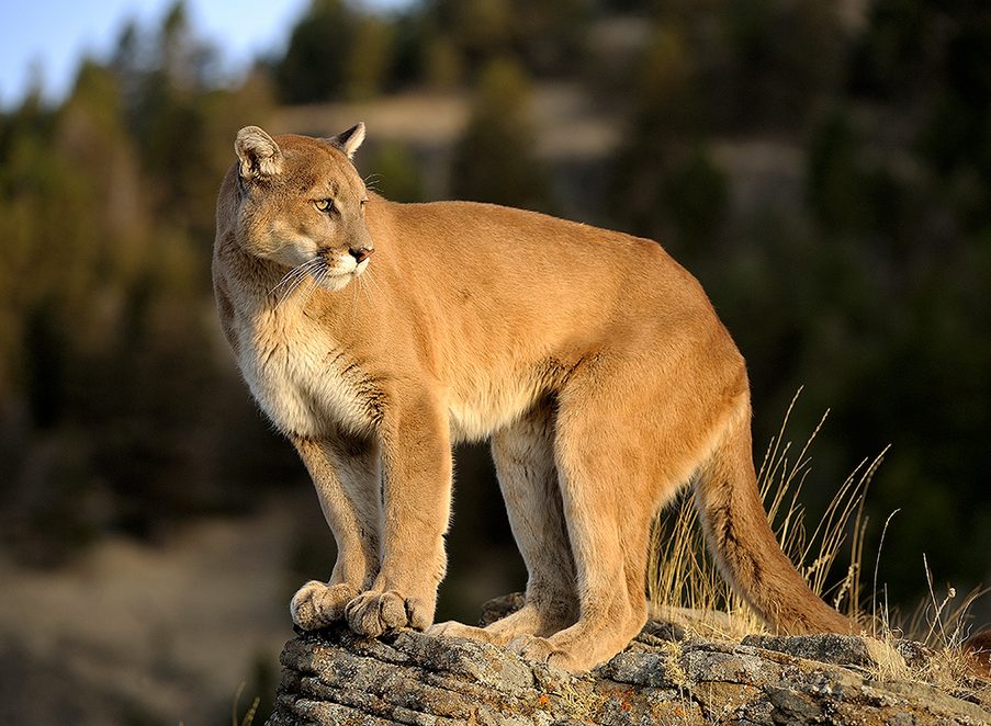 Category:Puma concolor - Wikimedia Commons