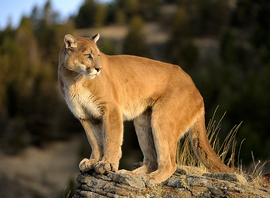 South American cougar - Wikipedia