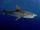 Tiger Shark