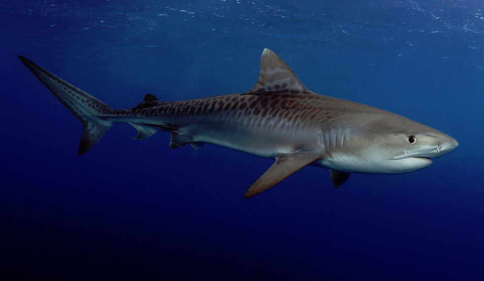 Tiger Shark | Wild Kratts Wiki | Fandom