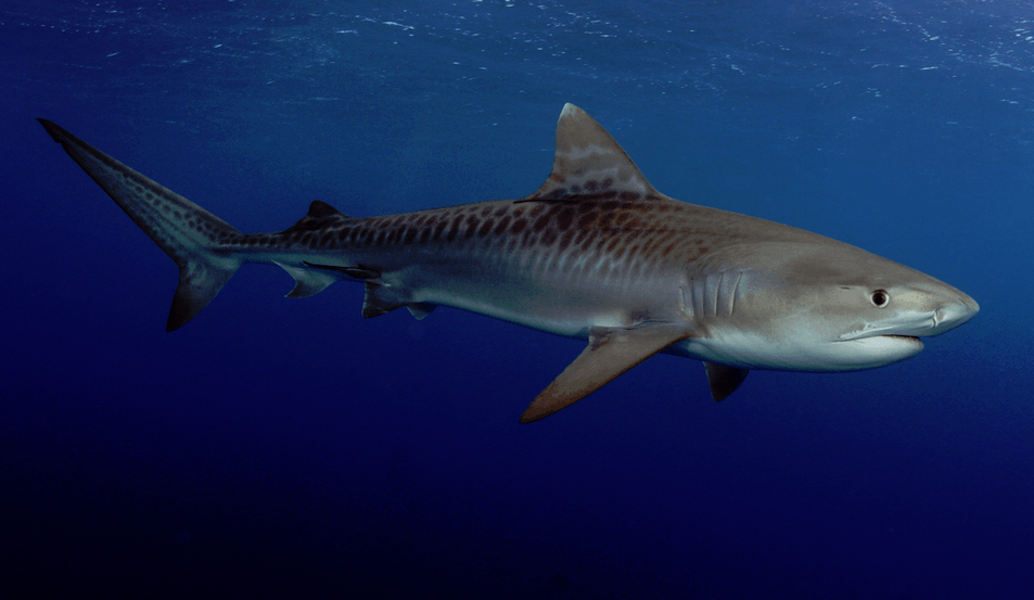 TigerShark - Wikipedia