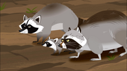 Raccoon (Procyon lotor)