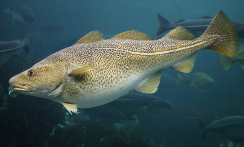 Those fish. Атлантическая треска тресковые. Минтай Тихоокеанский Дальневосточный. Атлантическая треска рыба. Треска Северный Ледовитый.