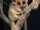 Pygmy Mouse Lemur
