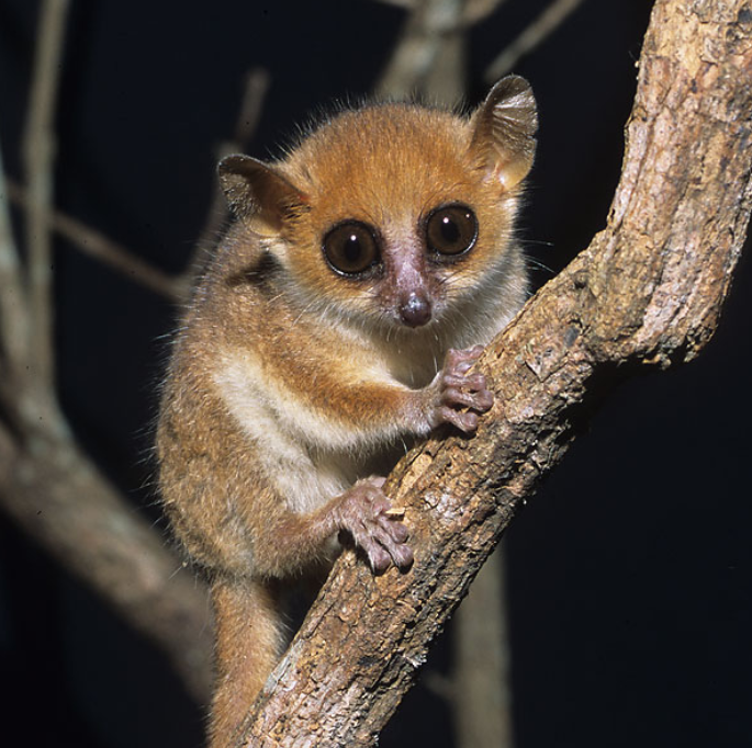 Lemur mouse