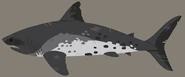 Salmon Shark (Lamna ditropis)