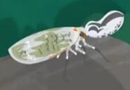 Peanut Bug (Fulgora laternaria)