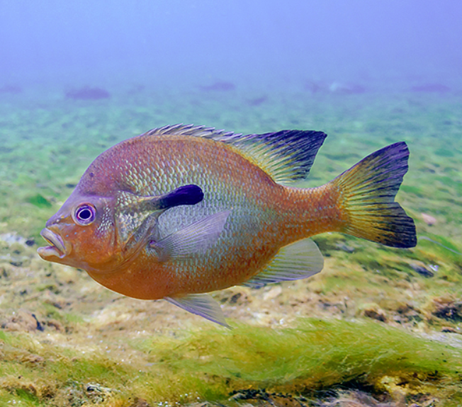 Redbreast Sunfish - Georgia Aquarium