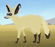Bat-eared Fox (Otocyon megalotis)