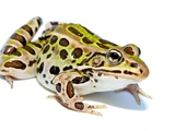 Northern Leopard Frog