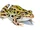 Northern Leopard Frog