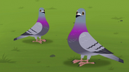 Rock pigeon (Columba livia)