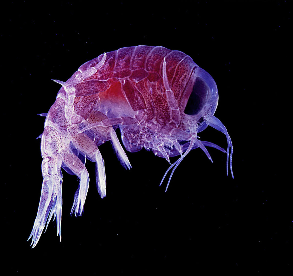 Как выглядит дом планктона Large-headed Amphipod Wild Kratts Wiki Fandom