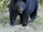 American Black Bear