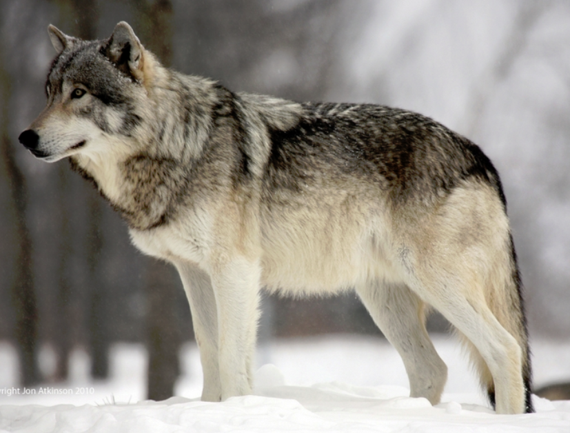 North wolf. Волк стоя сбоку. Макензенский волк. Волк вид сбоку. Волк семейство собачьих.