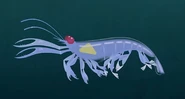 Eyeless Shrimp (Rimicaris hybisae)