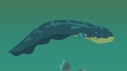 Electric eel (Electrophorus electricus)